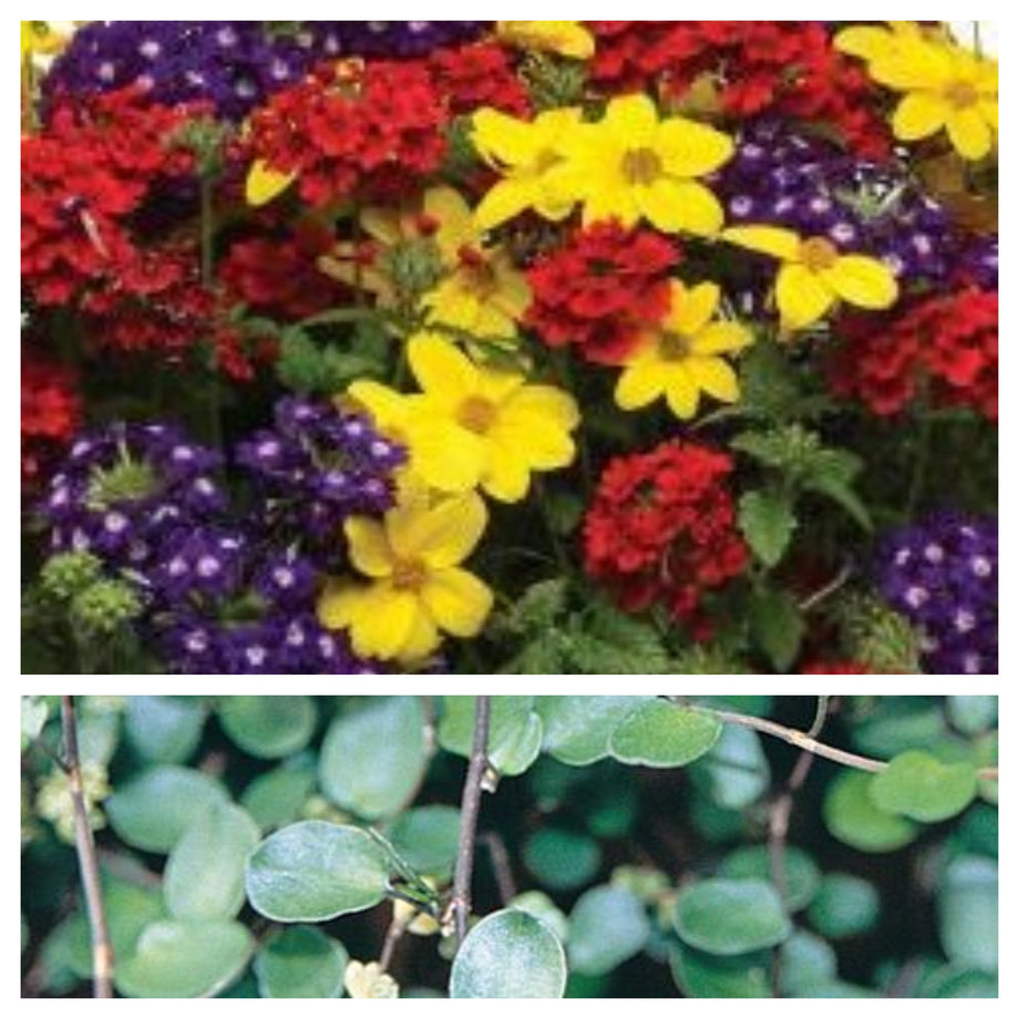 wire plant hanging baskets 12