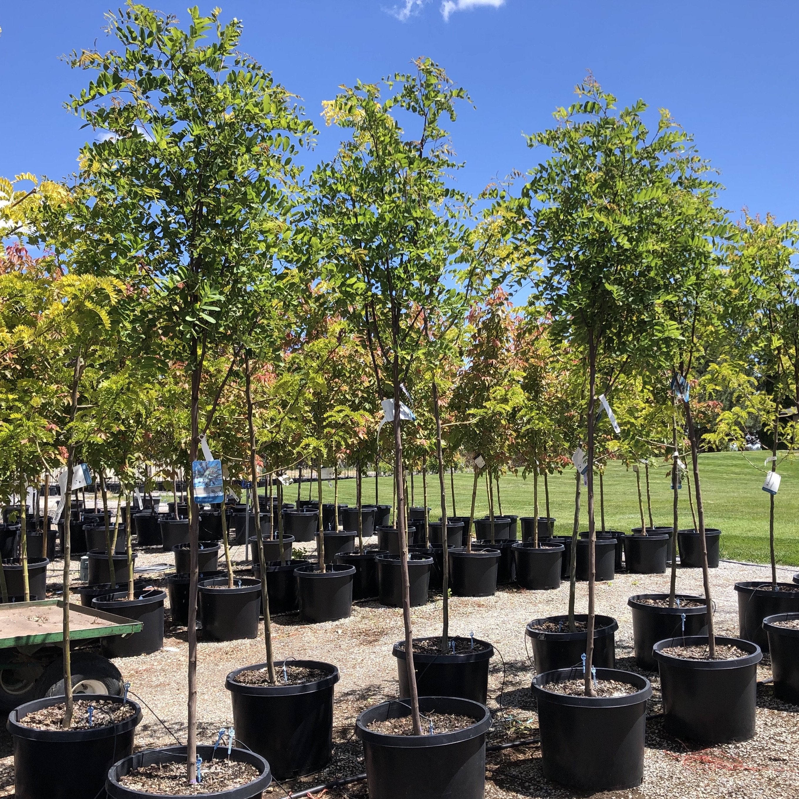 Purple Robe Locust Tree – Southern Idaho Landscape Center