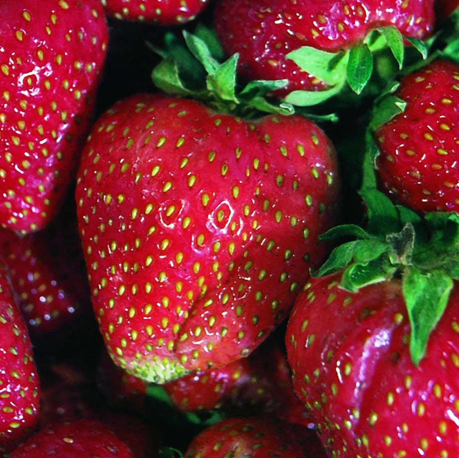 quinault strawberry seeds Quinault Everbearing Strawberry Plant – Southern Idaho Landscape Center