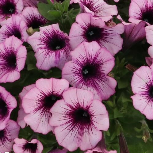 Surprise Raspberry Gem Petunia – Southern Idaho Landscape Center