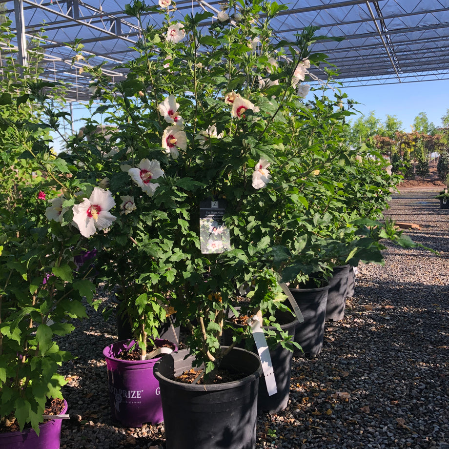 Red Heart Hibiscus (Rose of Sharon) – Southern Idaho Landscape Center