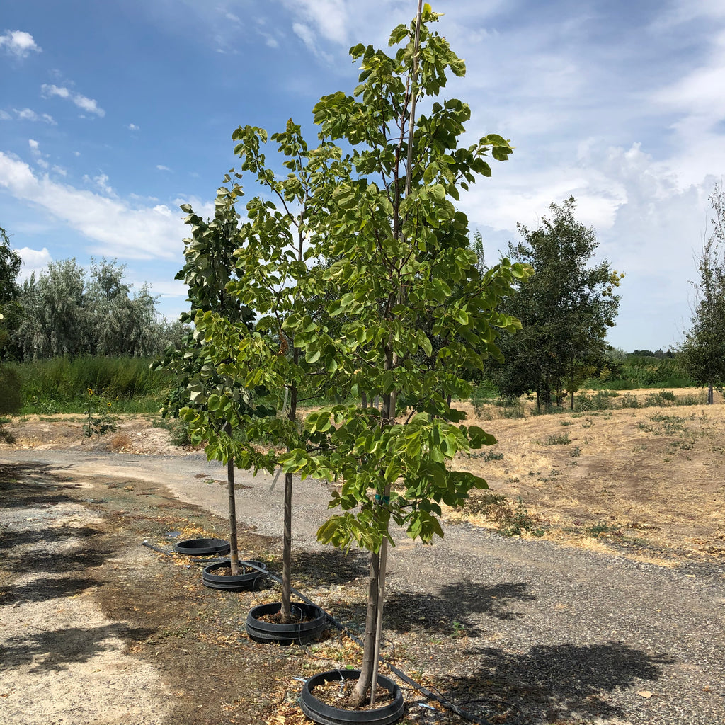 Red Lind Tree Redmond Linden Tree – Southern Idaho Landscape Center