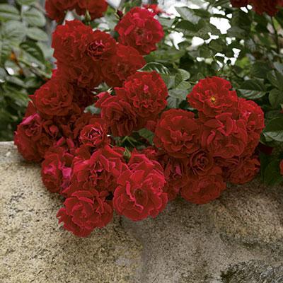 Red Ribbons Groundcover Rose - 3 Gallon Growers Pot – Southern Idaho ...