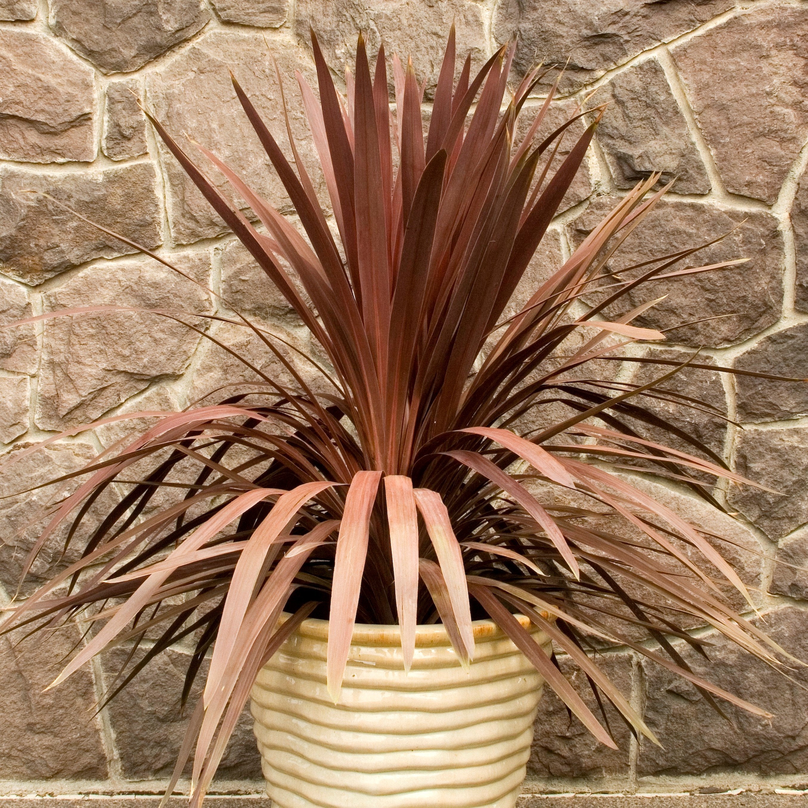 dracaena indivisa red star Red Star Cordyline