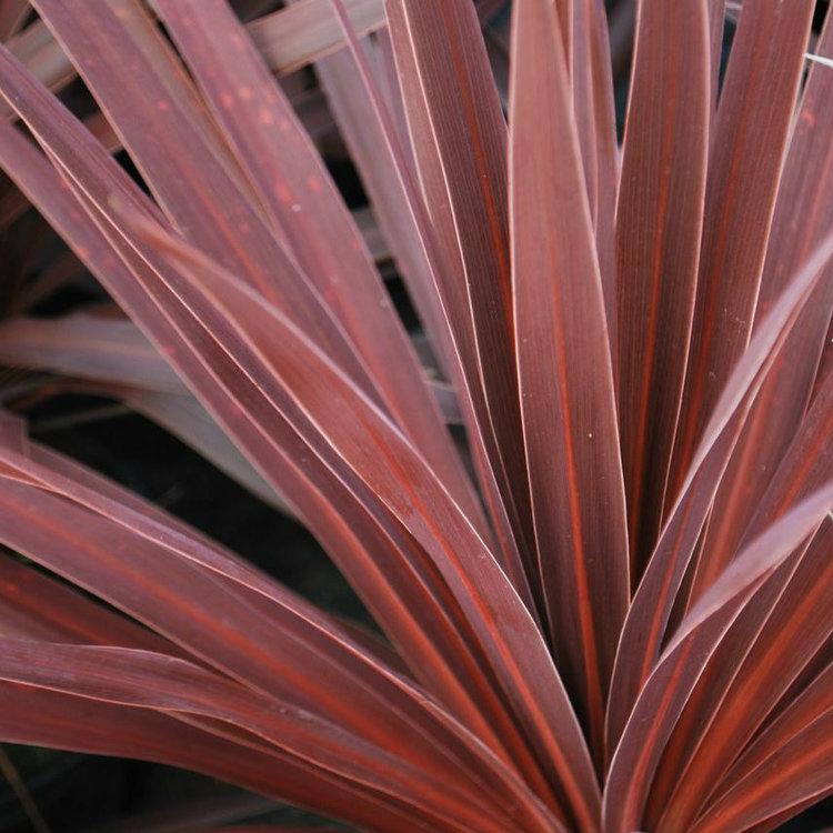 cordyline or dracaena Red Star Cordyline – Southern Idaho Landscape Center