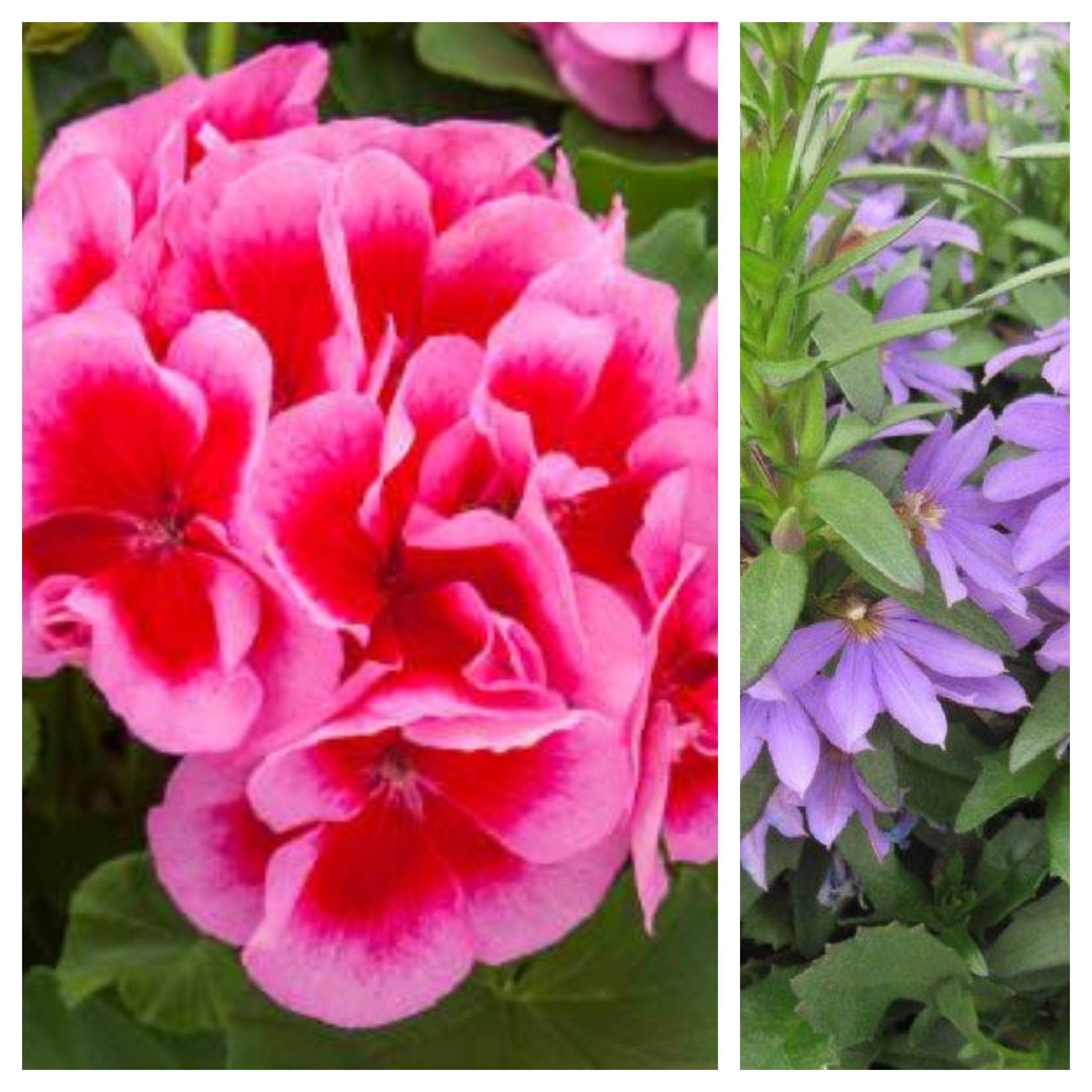 hanging geranium seeds 12" Mega Rose Splash Geranium with Blue Scaevola Hanging Basket – Southern Idaho Landscape Center