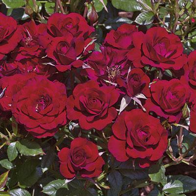 Litton Roses Miniature Roses – Southern Idaho Landscape Center
