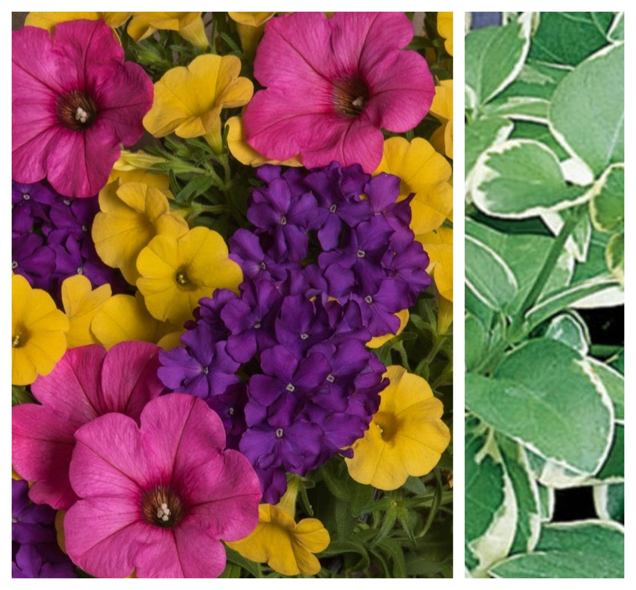 hanging vinca vine plants 12" Confetti Season Opener with Vinca Vine Hanging Basket – Southern Idaho Landscape Center