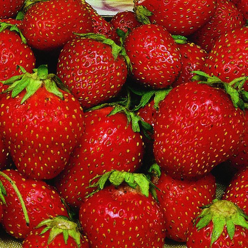 strawberry sequoia seeds Sequoia Strawberry (June-Bearing)