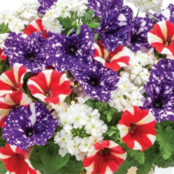 flower seeds hanging baskets 10" Confetti Star Striped Glory Hanging Basket – Southern Idaho Landscape Center