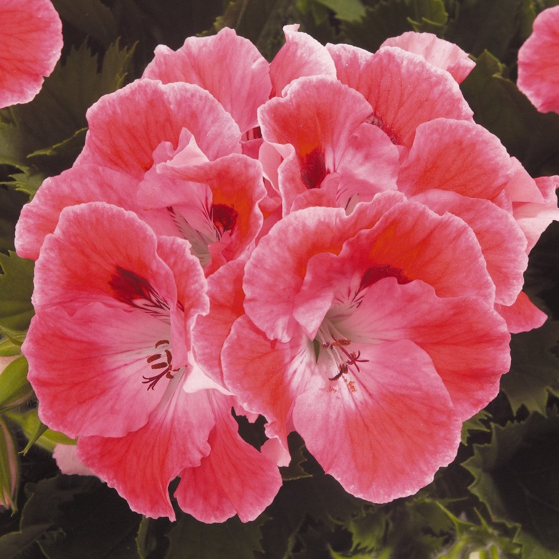 martha washington geranium seeds for sale Elegance Sunrise Martha Washington Geranium – Southern Idaho Landscape Center