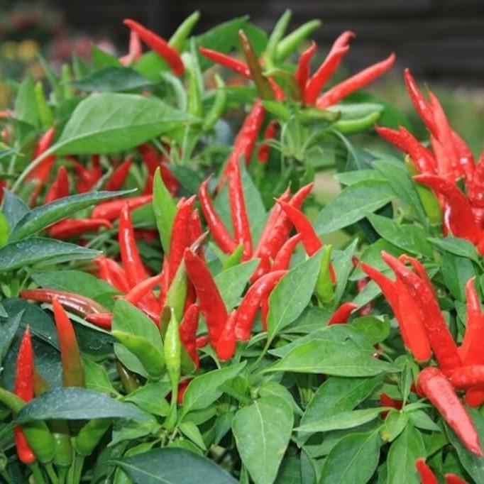 chili pepper house plant Super Chili Pepper (Garden Starter Plant)