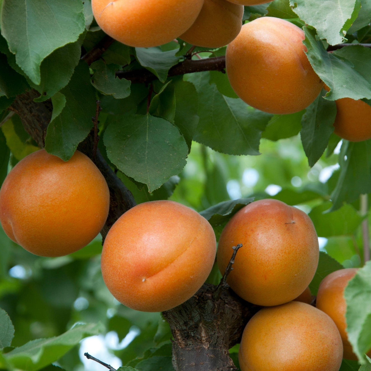 Sidcot Tree Tomcot Apricot Tree – Southern Idaho Landscape Center