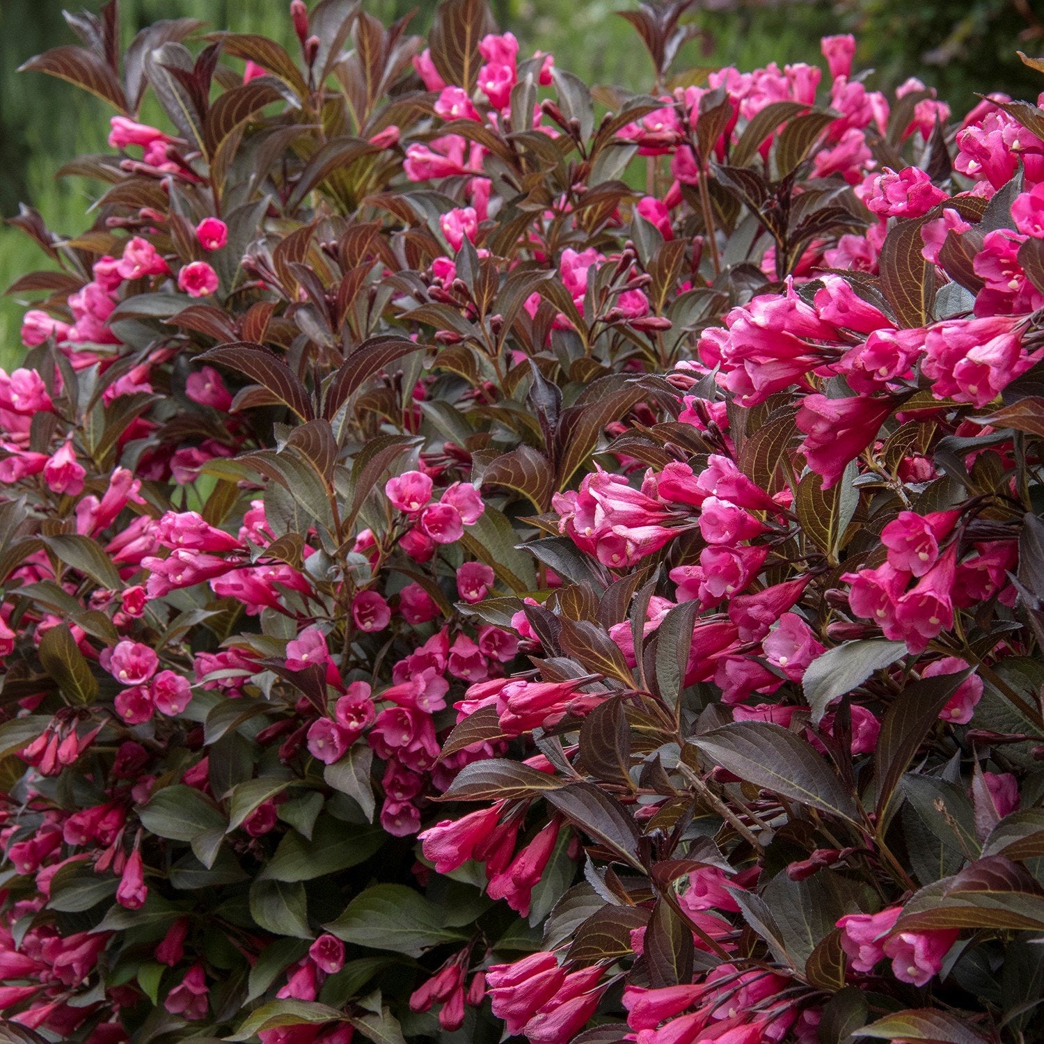 Weigela Wine And Roses weigela-wine-and-roses