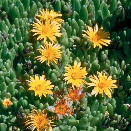 ice plants succulent Hardy Yellow Delosperma (Ice Plant) – Southern Idaho Landscape Center