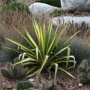 Color Guard Yucca (Adam's Needle)
