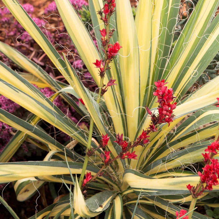Color Guard Yucca (Adam's Needle) – Southern Idaho Landscape Center