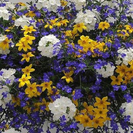 blue flower hanging plant 10" Trixi Out of the Blue Hanging Basket